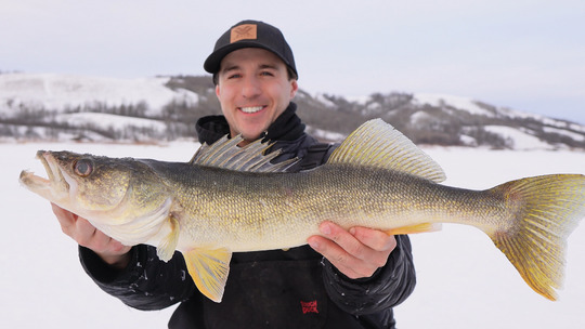Walleye