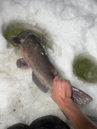 Channel Catfish