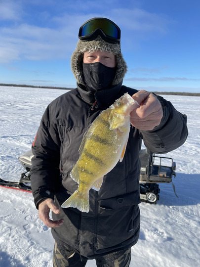 Yellow Perch