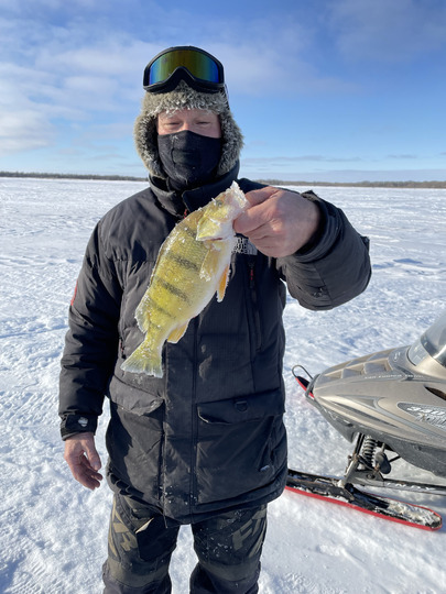 Yellow Perch