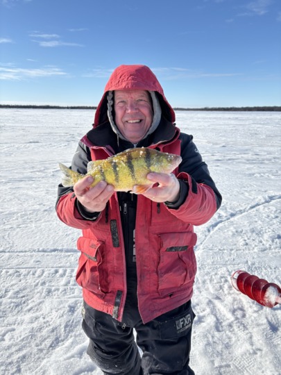 Yellow Perch