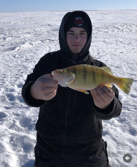 Yellow Perch