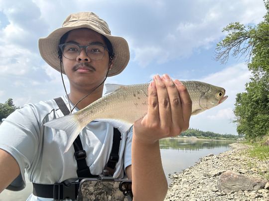 Goldeye