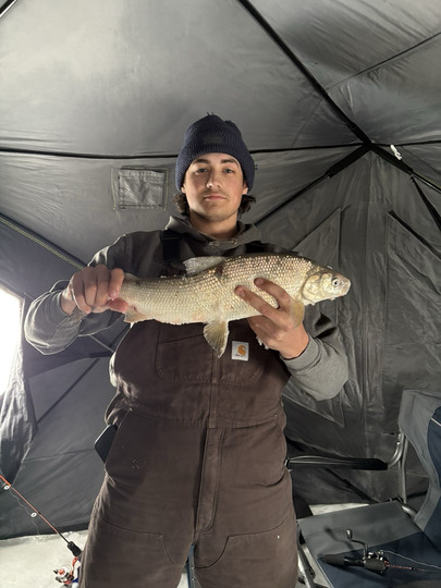 Lake Whitefish