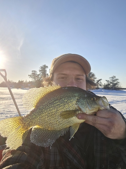 Black Crappie