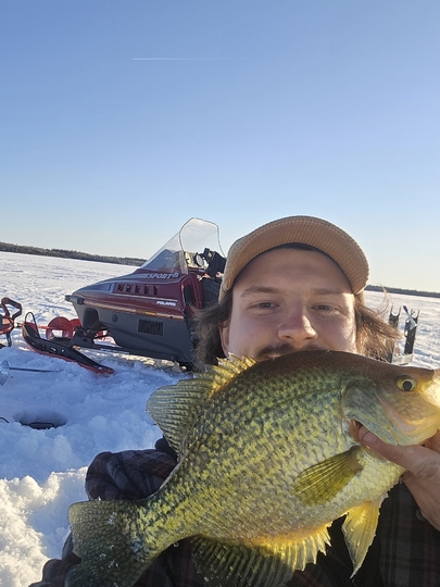 Black Crappie