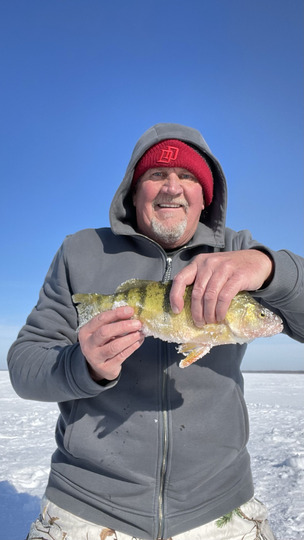 Yellow Perch