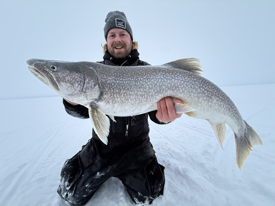Lake Trout