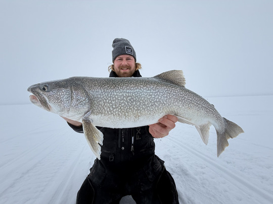 Lake Trout