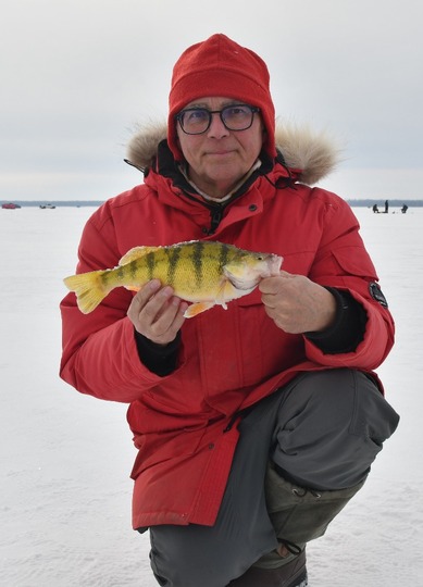 Yellow Perch
