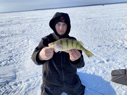Yellow Perch