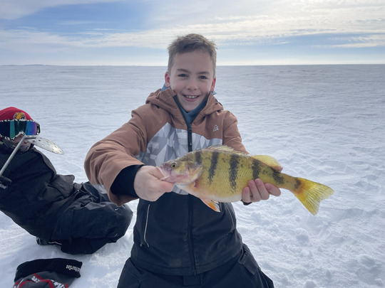 Yellow Perch