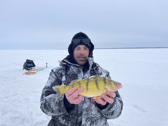 Yellow Perch