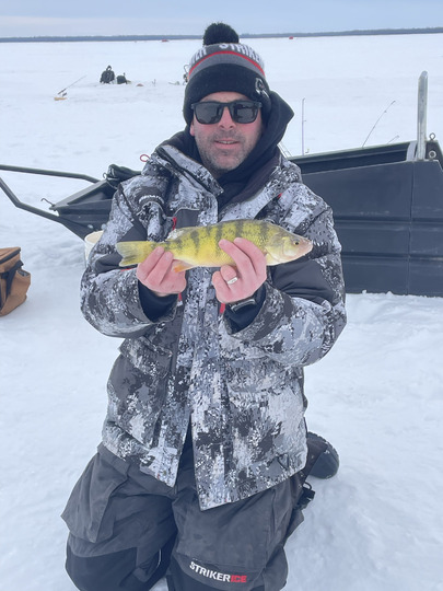 Yellow Perch