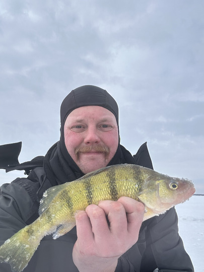Yellow Perch