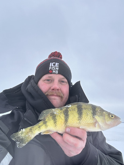 Yellow Perch