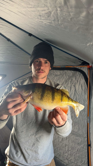 Yellow Perch