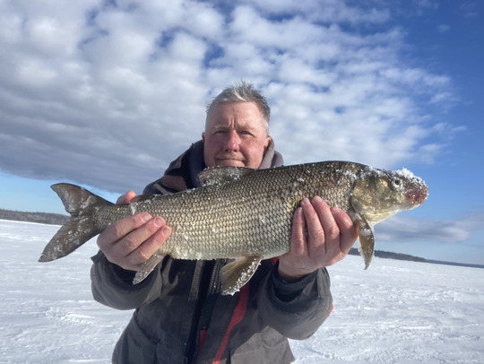 Lake Whitefish