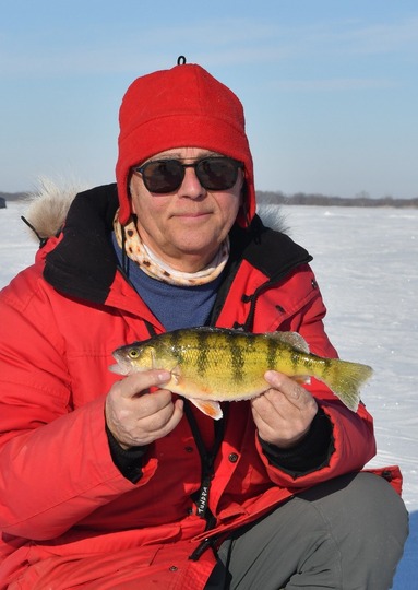 Yellow Perch