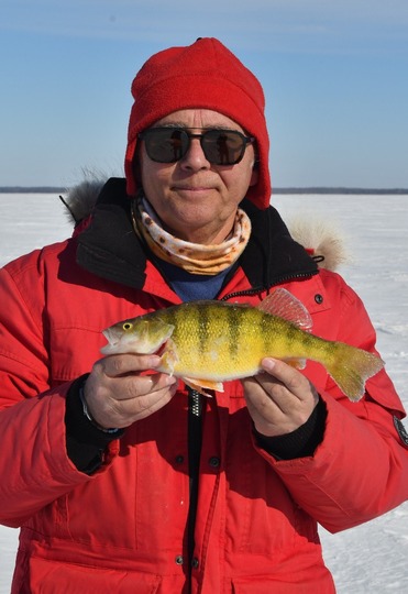 Yellow Perch