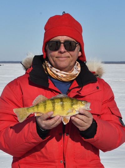 Yellow Perch