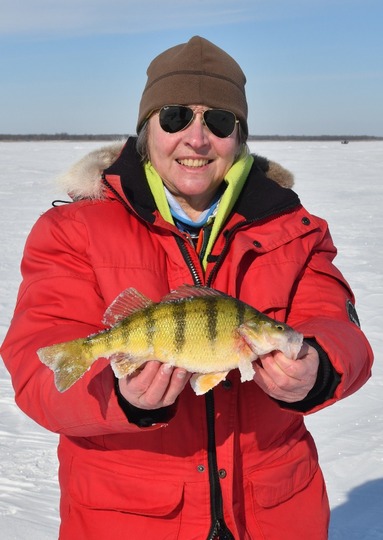 Yellow Perch