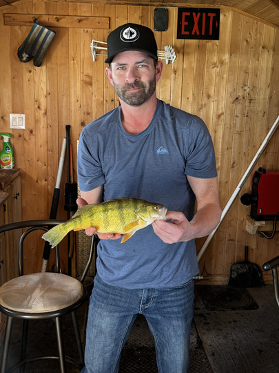 Yellow Perch