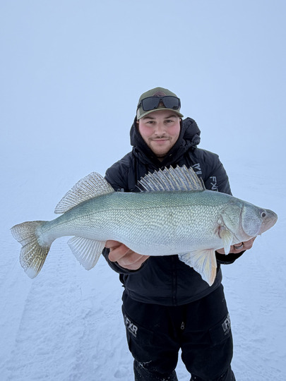 Walleye