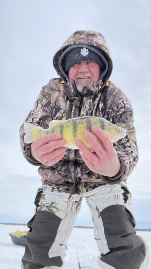 Yellow Perch