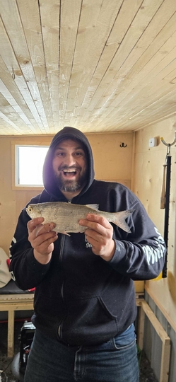 Goldeye