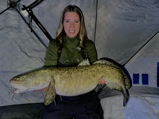 Burbot