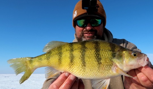 Yellow Perch