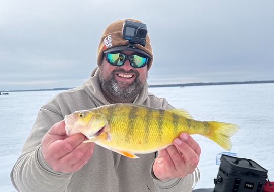 Yellow Perch