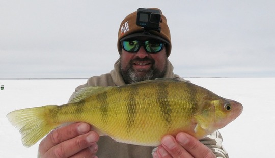 Yellow Perch