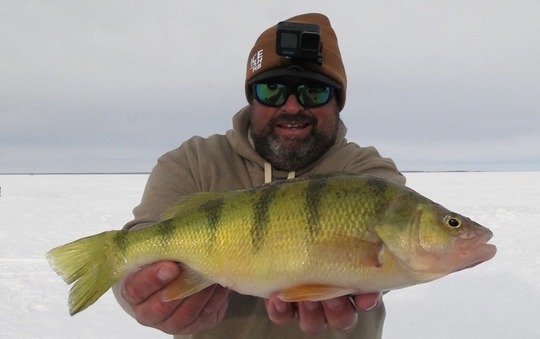 Yellow Perch