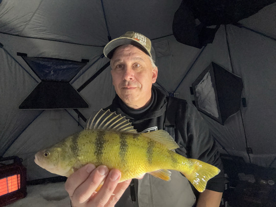 Yellow Perch