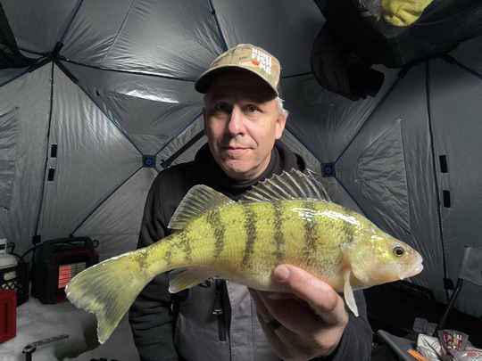Yellow Perch