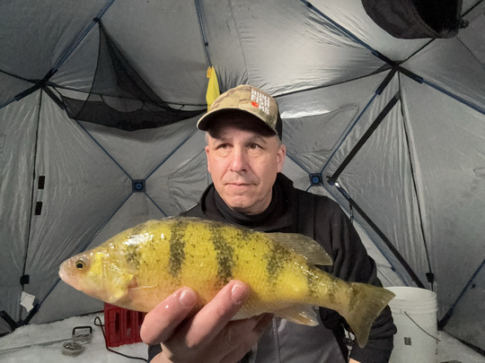 Yellow Perch