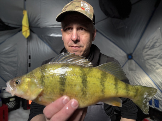 Yellow Perch