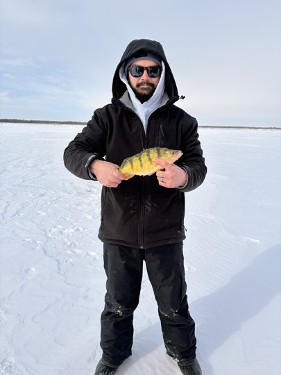 Yellow Perch