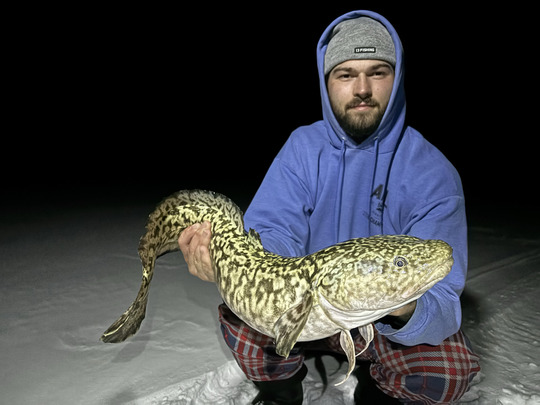 Burbot
