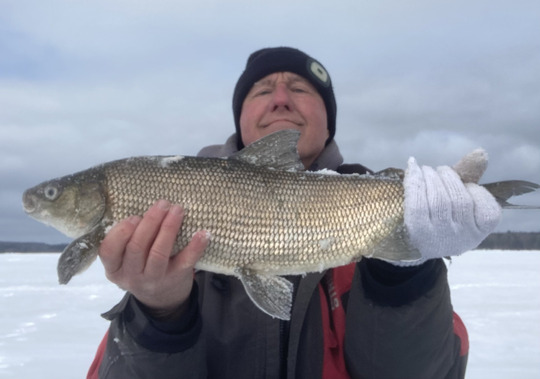 Lake Whitefish