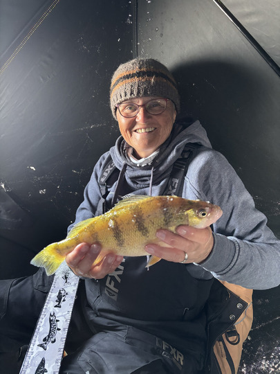 Yellow Perch