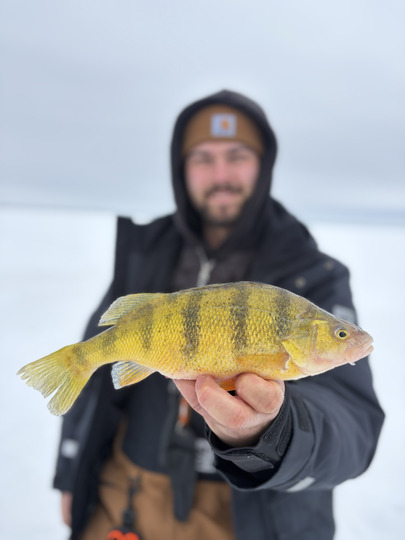 Yellow Perch