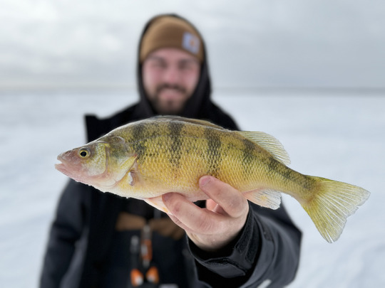 Yellow Perch