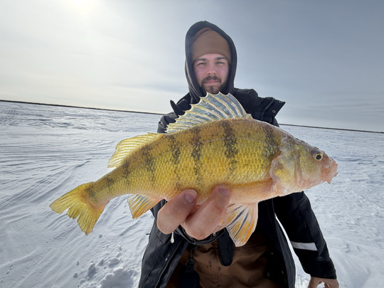 Yellow Perch