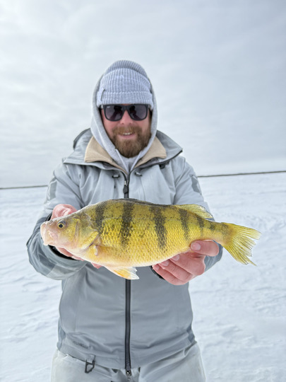 Yellow Perch