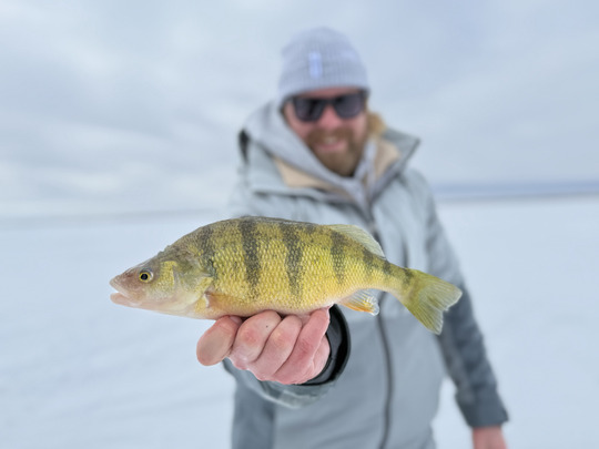 Yellow Perch