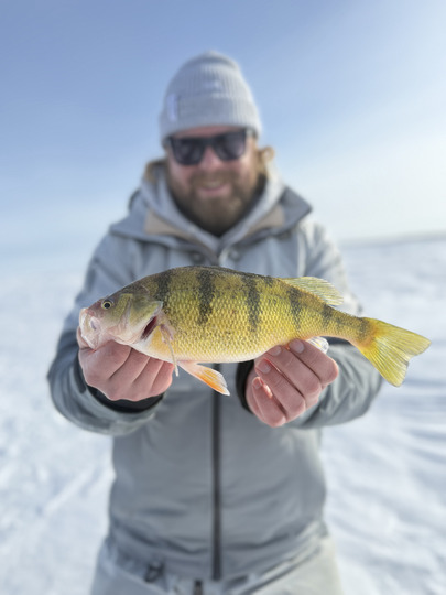 Yellow Perch