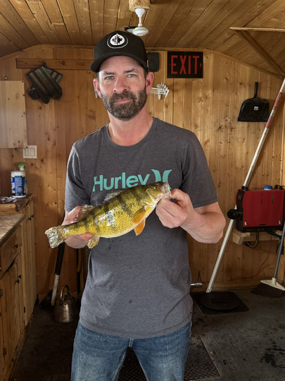 Yellow Perch